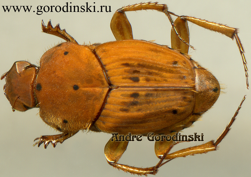 http://www.gorodinski.ru/copr/Tiniocellus sarawacus.jpg
